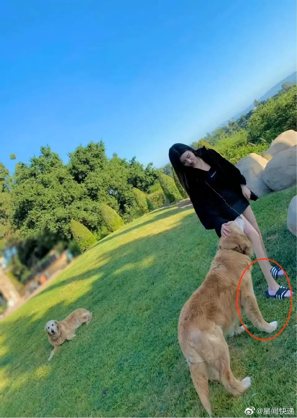 女明星的腿还没有狗腿粗？
这是怎么一回事呢？
近日